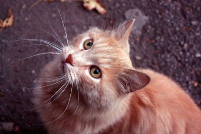 x_684d5bbe.jpg (47.81 КБ) Просмотров: 17892 x_684d5bbe.jpg